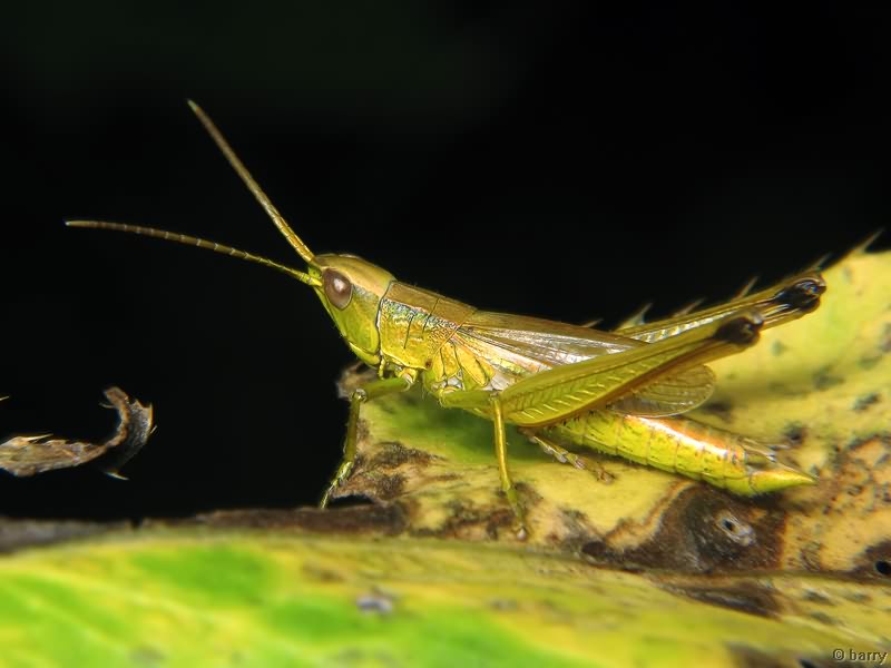 Chrysochraon dispar (Germar, 1835)